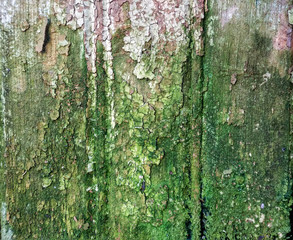 wooden background with old paint