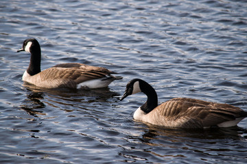Family of geese enjoying the sunshine