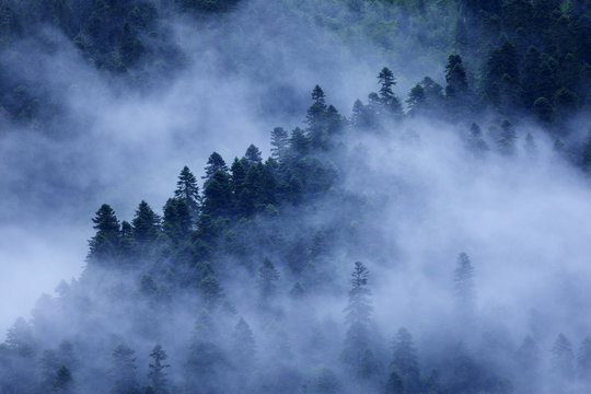 Mist drifting over a Nordmann fir (Abies nordmanniana) forest, near Dombay, Teberdinsky biosphere reserve, Caucasus, Russia, July 2008