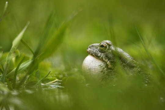 European green toad (Bufo viridis) calling, vocal sac inflated in a pond (at 2,711m) Adylsu valley, side valley to Baksan valley and Elbrus, Caucasus, Russia, June 2008