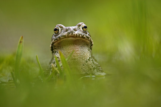 European green toad (Bufo viridis) portrait, in a pond (at 2,711m) Adylsu valley, side valley to Baksan valley and Elbrus, Caucasus, Russia, June 2008