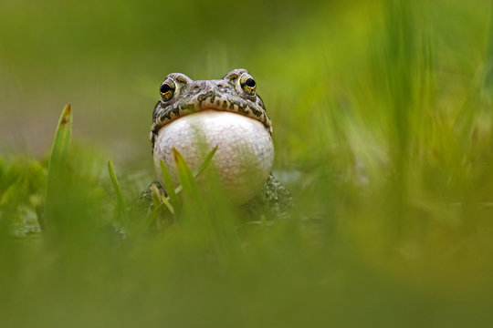 European green toad (Bufo viridis) calling, vocal sac inflated, in a pond (at 2,711m) Adylsu valley, side valley to Baksan valley and Elbrus, Caucasus, Russia, June 2008