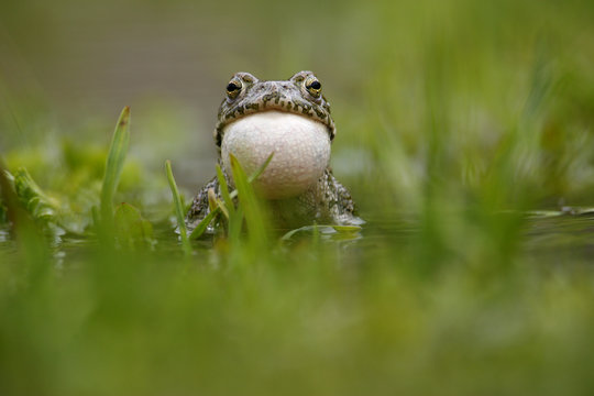 European green toad (Bufo viridis) calling, vocal sac inflated, in a pond (at 2,711m) Adylsu valley, side valley to Baksan valley and Elbrus, Caucasus, Russia, June 2008