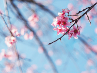 Pink cherry blossoms flower in full bloom