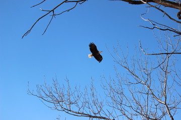 Bald Eagle in Flight