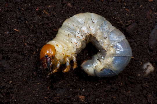 Stag beetle (Lucanus cervus) instar, Suffolk, England, June 2009