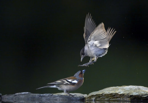 Male Blackcap attacking male Chaffinch , Hungary
