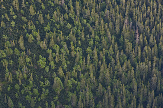 Aerial view the transition from mountain forest with Norway spruce (Picea abies) and Mountain ash / Rowan (Sorbus aucuparia) trees and the Dwarf mountain pine (Pinus mugo) zone, Western Tatras, Carpathian Mountains, Slovakia, June 2009