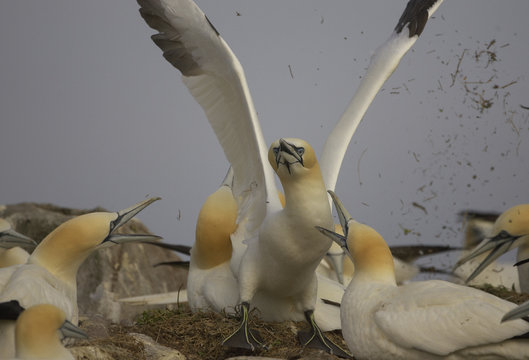 Northern gannets (Morus bassanus) fighting, Saltee Islands, Ireland, May 2008
