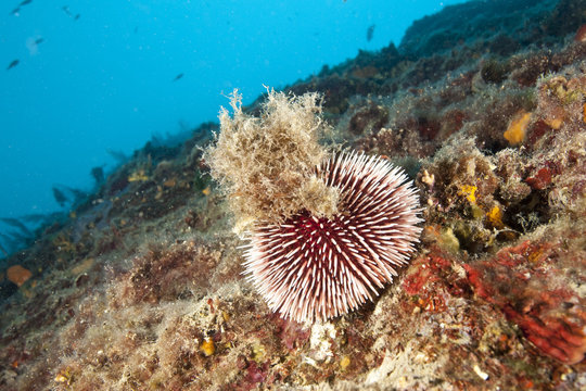 Sea urchin (Sphaerechinus granularis) Larvotto Marine Reserve, Monaco, Mediterranean Sea, July 2009