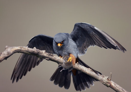 Red-footed Falcon perching on branch with vole prey