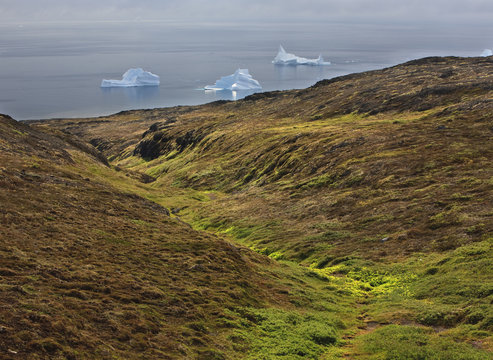 Icebergs just off the coast, Qeqertarsuaq, Dicko Bay, Greenland, August 2009