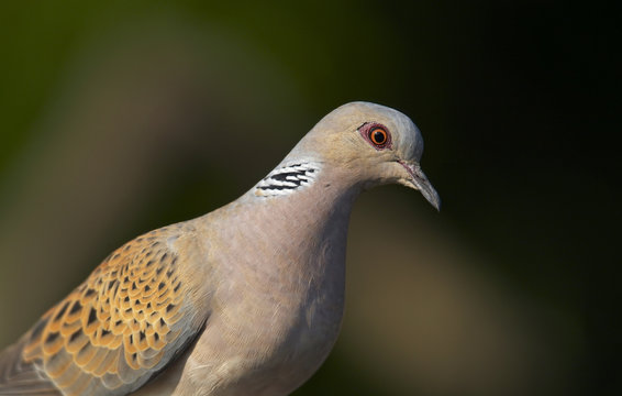 Turtle Dove (Streptopelia turtur) Pusztaszer, Hungary, May 2008