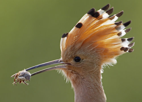 Hoopoe (Upupa epops) with cockchafer prey in beak, Pusztaszer, Hungary, May 2008 WWE BOOK. WWE INDOOR EXHIBITION Wild Wonders kids book.