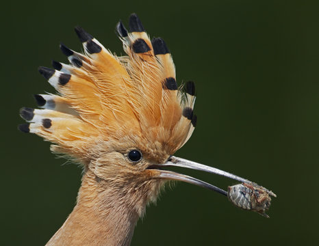 Hoopoe (Upupa epops) with insect prey in beak, Pusztaszer, Hungary, May 2008. Magic Moments book plate.