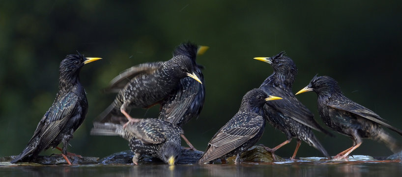 Flock of Common Starling (Sturnus vulgaris) at water, Pusztaszer, Hungary, May 2008. Magic Moments book plate.