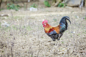 Rooster