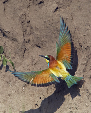 European Bee-eater (Merops apiaster) flying to nest hole in bank, Pusztaszer, Hungary, May 2008