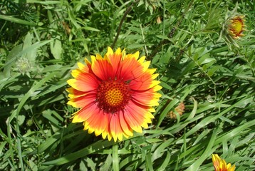   Gailardia flower. Red orange yellow striped flower gailardia - Gaillardia, Gaillardiya - on  bright green background