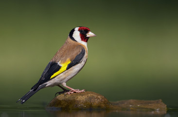 Goldfinch (Carduelis carduelis) Pusztaszer, Hungary, May 2008