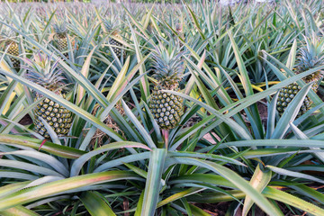 Fototapeta premium Pineapple tropical fruit growing in a farm
