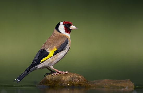 Goldfinch (Carduelis carduelis) Pusztaszer, Hungary, May 2008
