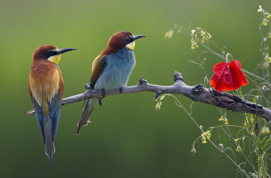 European Bee-eater (Merops apiaster) perched beside poppy flower, Pusztaszer, Hungary, May 2008