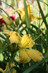 Yellow hemerocallis in a flower bed./Some large yellow flowers of a day lily are allocated among...