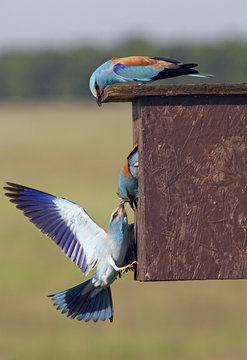 European Roller (Coracias garrulus) pulling intruder Roller out of nestbox, Pusztaszer, Hungary, May 2008