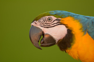 Head shot of Macaw bird