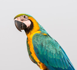 Head shot of Macaw bird