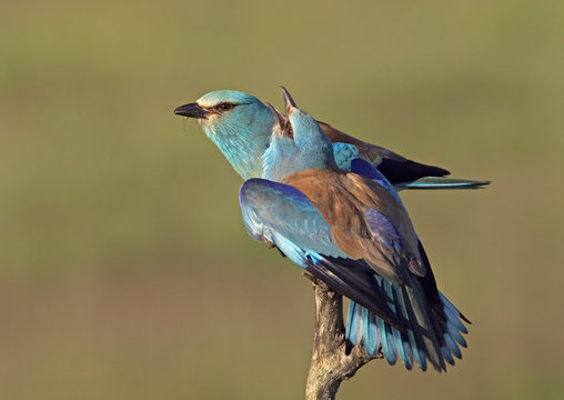 European Roller (Coracias garrulus) pair, courtship, Pusztaszer, Hungary, May 2008