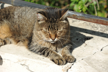 Cat rest on street