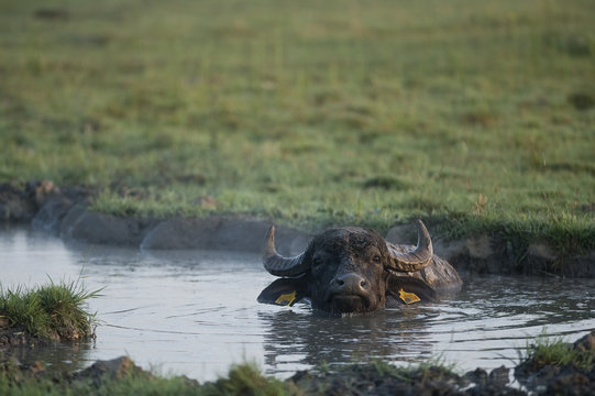 Domestic Water buffalo (Bubalus arnee bubalis) in pool of water, Hortobagy National Park, Hungary, July 2009