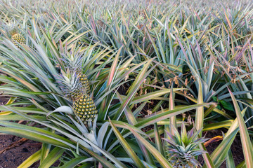 Pineapple tropical fruit growing in a farm