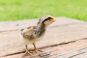 Babies chick, Little chicken,Rearing small chicks. Poultry farming. Agriculture.