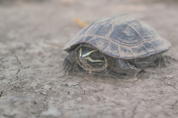 Turtle shrink in the head armature