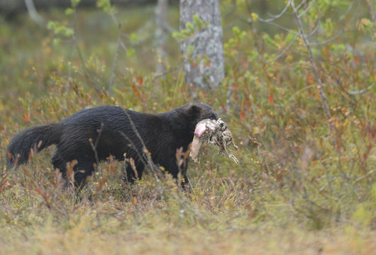 Wolverine (Gulo gulo) carrying part of a carcass, Kuhmo, Finland, September 2008