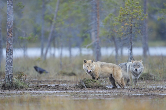 Two European Grey wolves (Canis lupus) and Common raven (Corvus corax) Kuhmo, Finland, September 2008