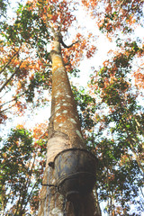 Fototapeta premium Milky latex extracted from rubber tree closeup with soft-focus and over light