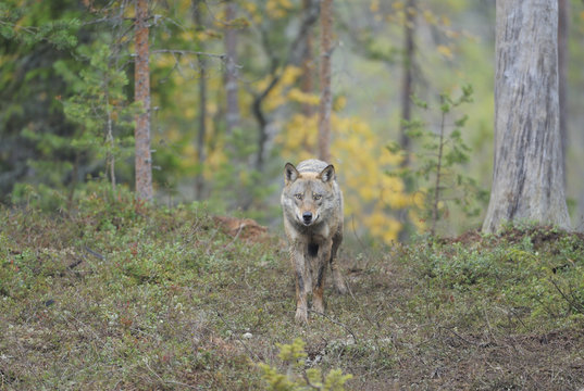 Wild European grey wolf walking in forest