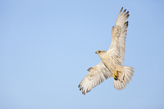 Female Gyrfalcon (Falco rusticolus) in flight, Myvatn, Thingeyjarsyslur, Iceland, June 2009