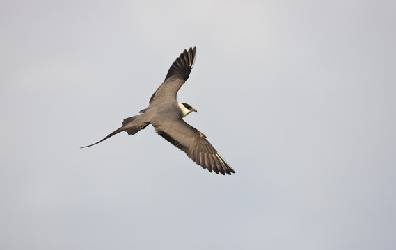 Long tailed skua (Stercorarius longicaudus) in flight, Thingeyjarsyslur, Iceland, June 2009