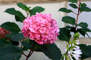 Beautiful blooming pink hydrangea flowers in the garden