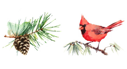 Northern Cardinal on the Branch and Pine Cone Watercolor Hand Painted Greeting Card Winter Christmas Illustration Set isolated on white background - 137884198