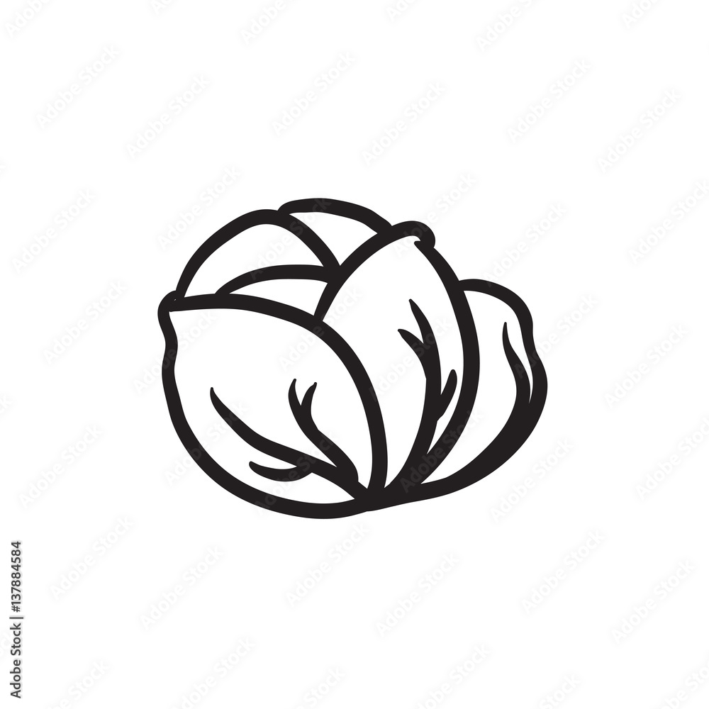 Canvas Prints cabbage sketch icon.