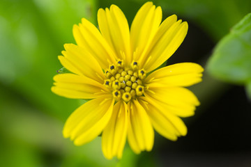 yellow flower