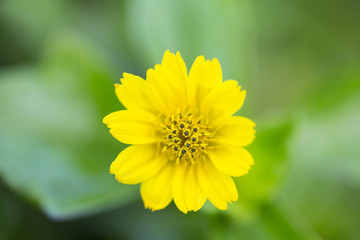 yellow flower