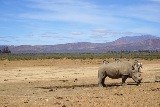 White rhinoceros standing with other rhino and zebras in safari