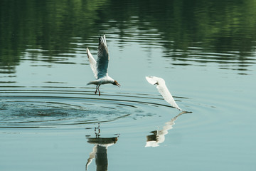 Couple of seagulls playing in the air near water lake river. Friends love concept